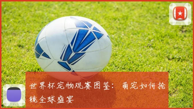 世界杯宠物观赛图鉴：萌宠如何抢镜全球盛宴